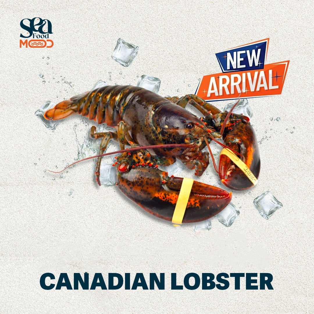Canadian Lobster 500g – 650g
