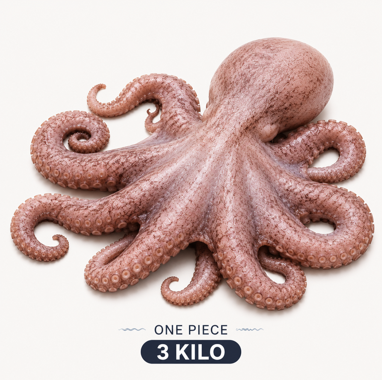 Whole Octopus (One Piece) – 3 KG