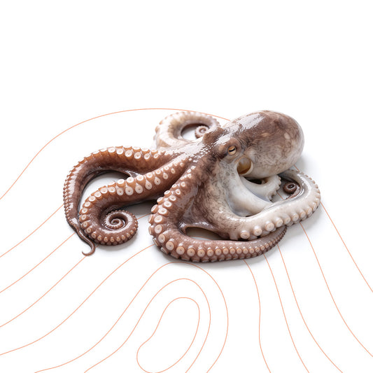 Premium Whole Octopus (700-900) gm