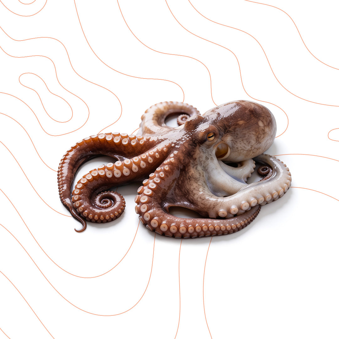Whole Octopus (One Piece) – 3 KG