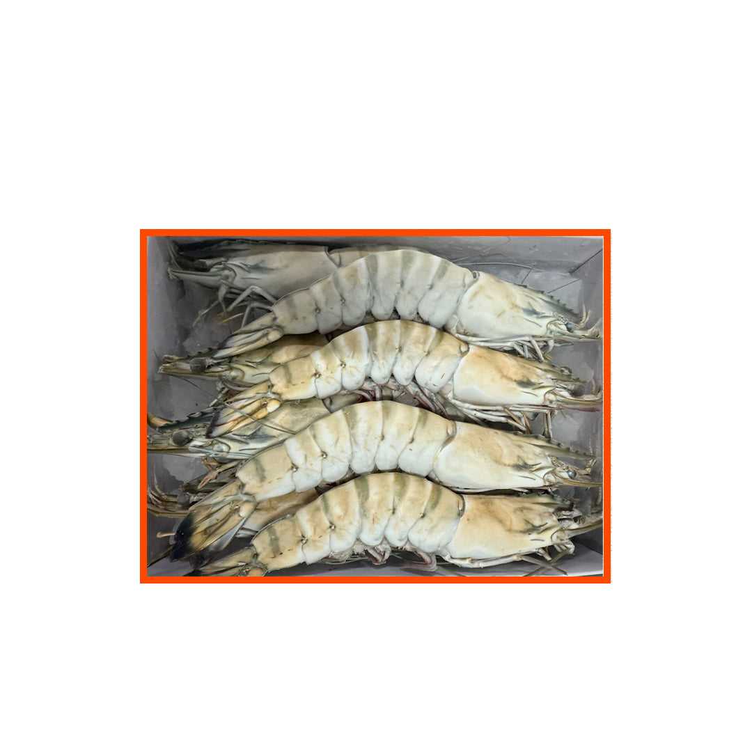 Black Tiger Shrimps - Super Jumbo U8