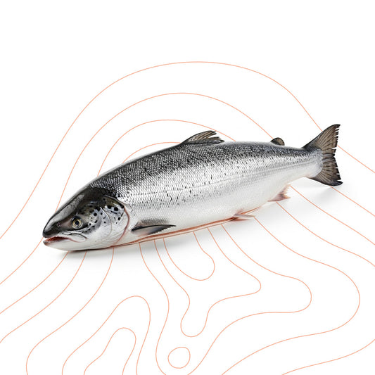 Norwegian Frozen Salmon Whole