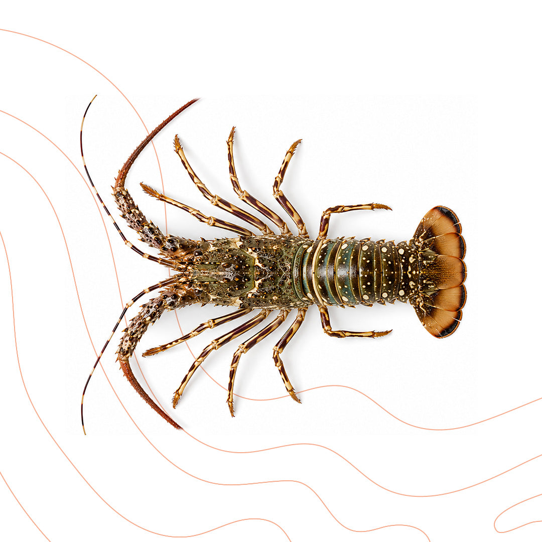 Premium Whole Lobster 1-Piec 1kg