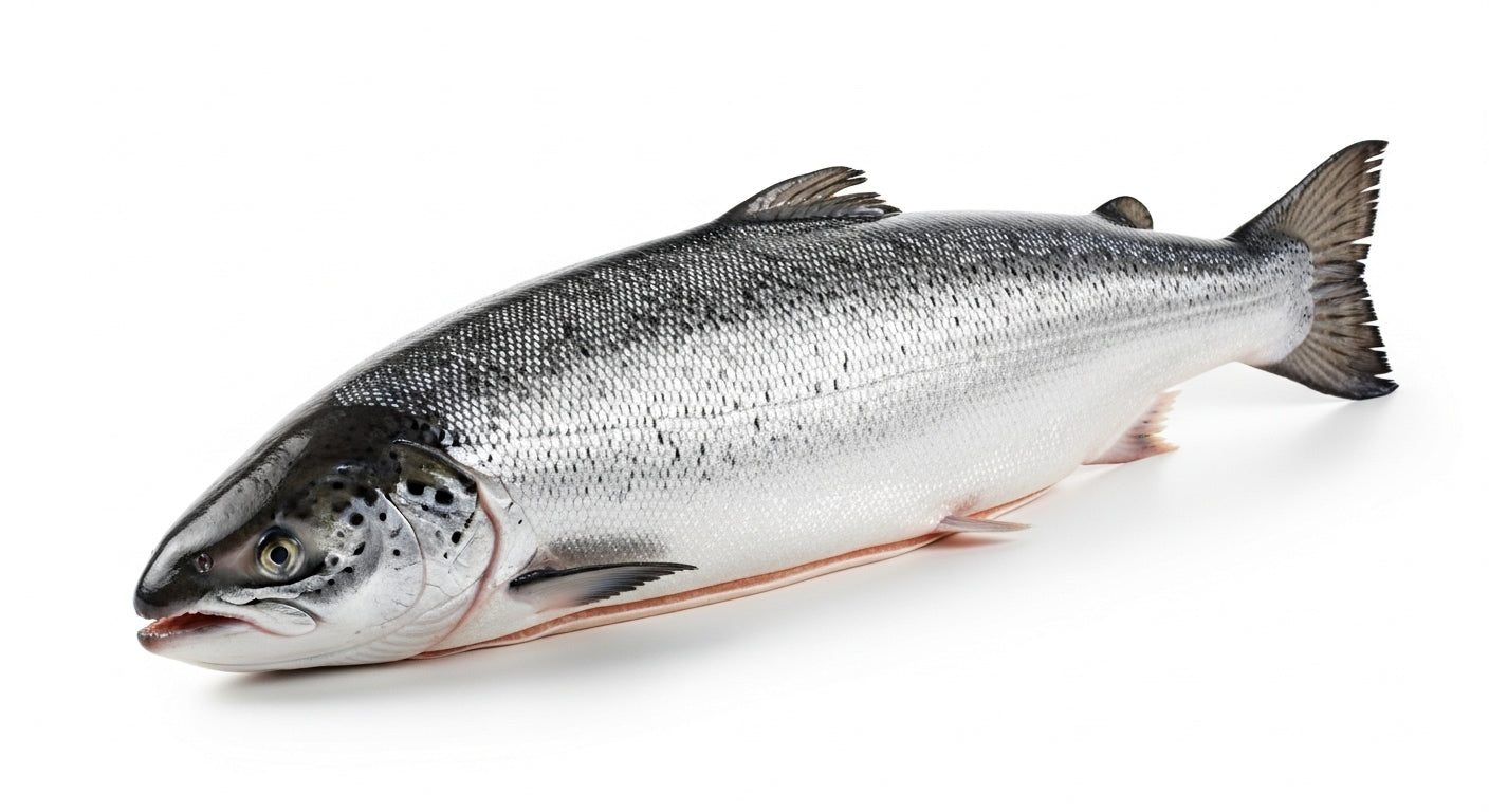 Norwegian Fresh Salmon Whole 4kg - 5kg